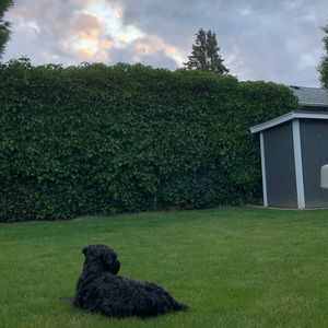 Meet your Posher, Rae